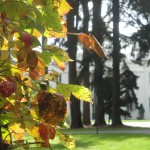 Mansion pines around the corner.